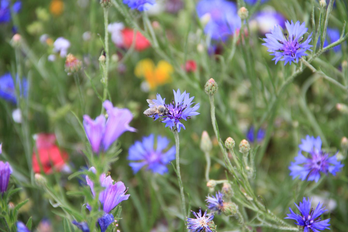Honeybee on a Cornflower