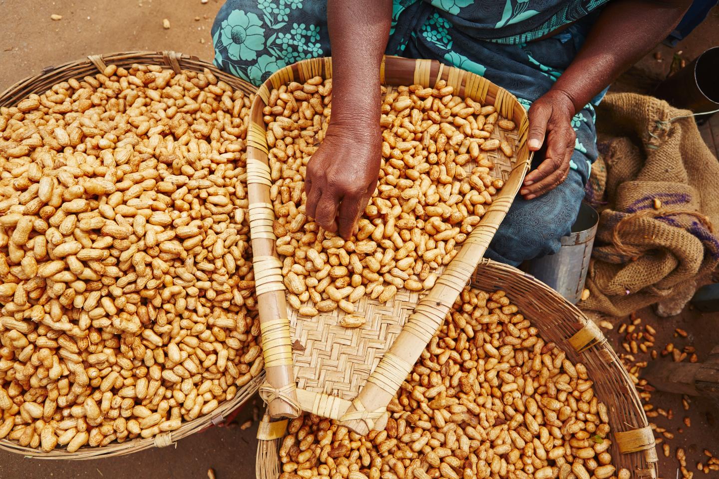 Groundnut
