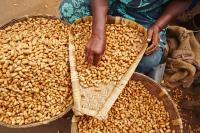 Groundnut
