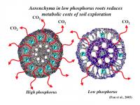 Aerenchyma