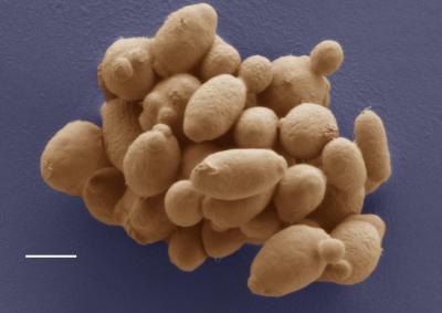 <i>Wickerhamomyces arborarius</i>