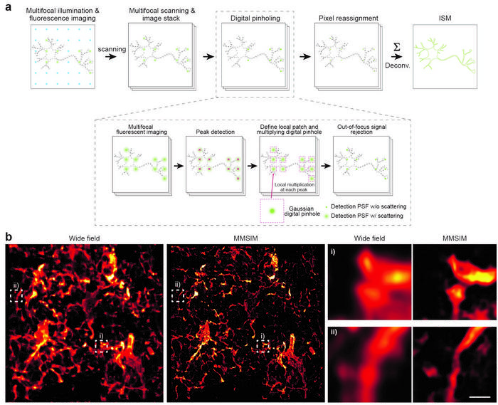 Figure. 2 | MMISM imaging of brain organoids and microbeads.