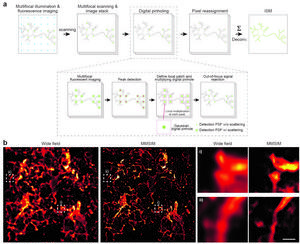Figure. 2 | MMISM imaging of brain organoids and microbeads.