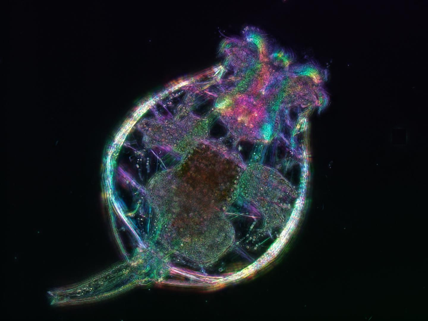 Female Rotifer (<em>Brachionus</em>)
