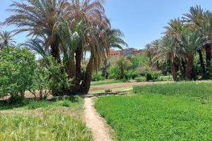 Oasis agroforestry – here in Tinghir, Morocco – is a traditional land-use system that combines the production of food and feed in different vegetation layers with ancient irrigation systems and a unique cultural diversity and cultural heritage.