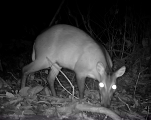 Bushmeat biomass (1)