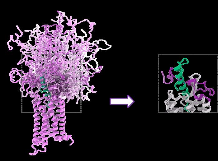 The flexible beginning of the Y2 receptor (purple) forms various direct contacts with the hormone NPY (green)