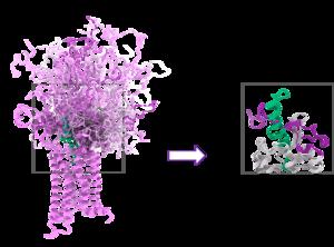 The flexible beginning of the Y2 receptor (purple) forms various direct contacts with the hormone NPY (green)