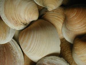 Ocean quahog shells. Credit Paul Butle