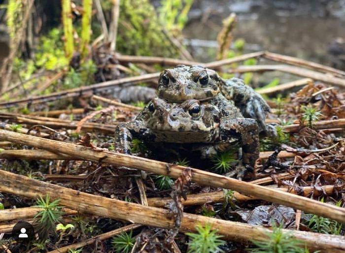 Western Toads