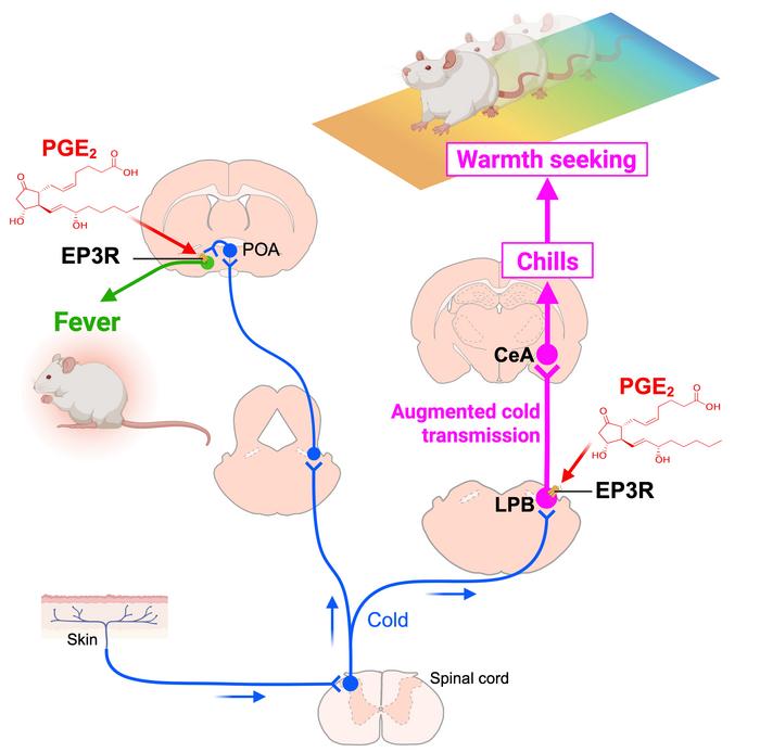How PGE₂ elicits warmth seeking and fever during infection