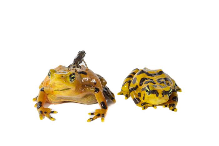 Panamanian golden frog (Atelopus zeteki)