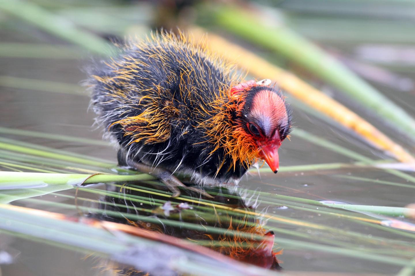 A Newly Hatched American Coot Chick