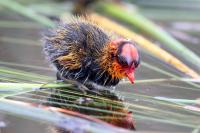 A Newly Hatched American Coot Chick
