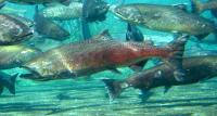 Salmon