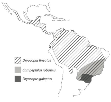 The Range of the Mimicking Helmeted Woodpecker