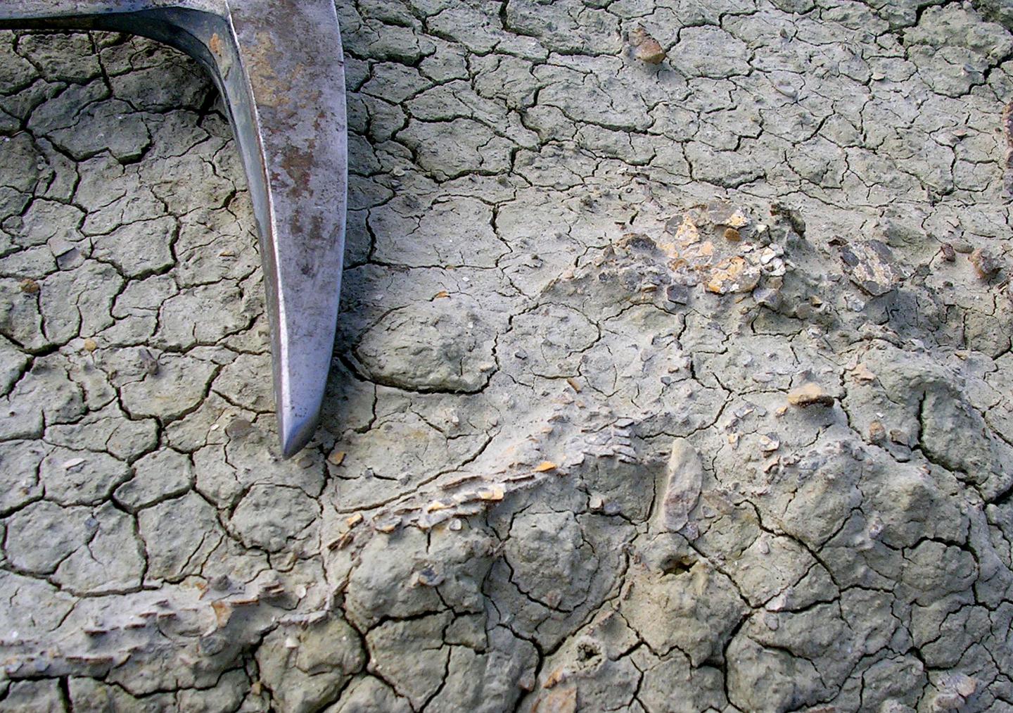 Hadrosaur Eggshells