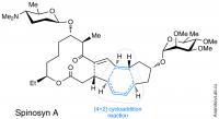 Assembling the Molecule of Spinosyn A