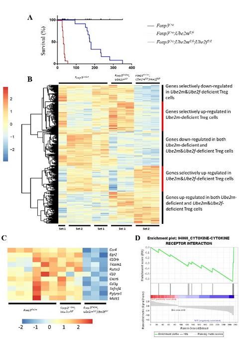 Fig. 1. Enhanced inflammation phenotype and transcription alterations caused by Ube2m&Ube2f-deficiency compared to Ube2m-deficiency in Treg cells