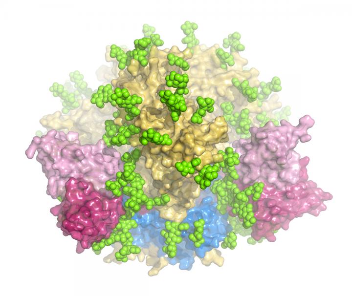 HIV Trimer