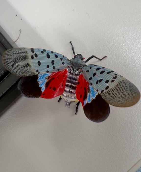 Spotted lanternfly in Shanghai