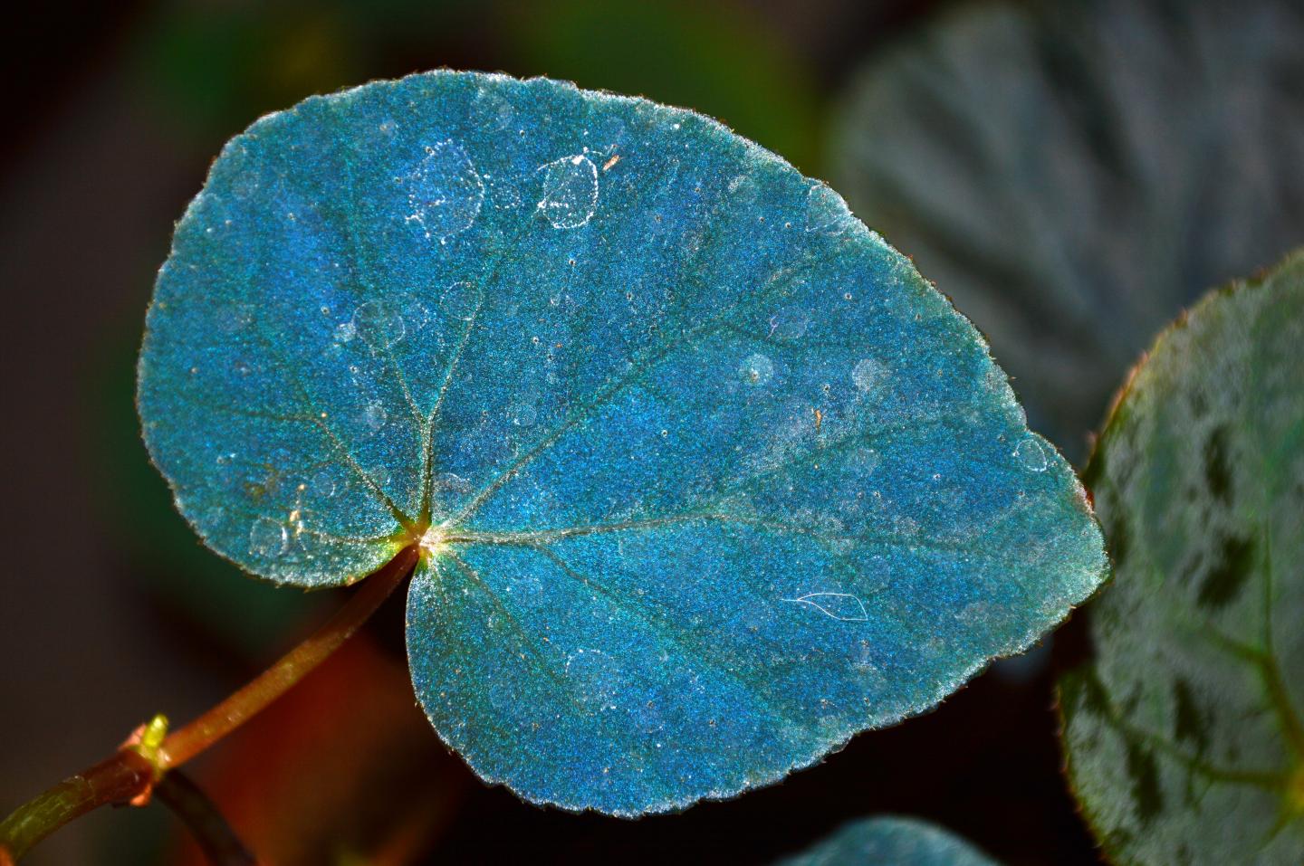 Iridescent Begonia
