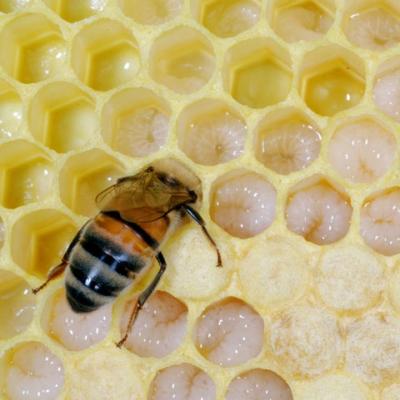 Feeding Larvae