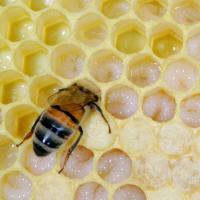 Feeding Larvae