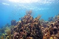 Coral Reef
