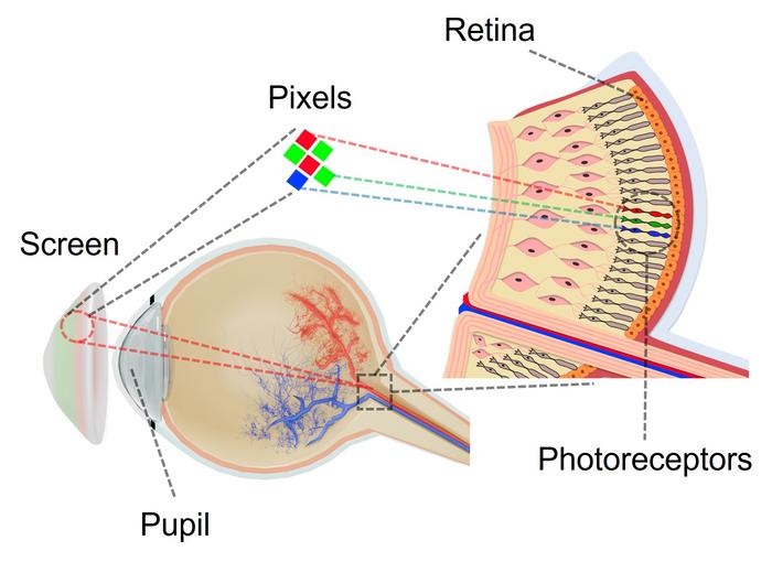 Pupil-sized display
