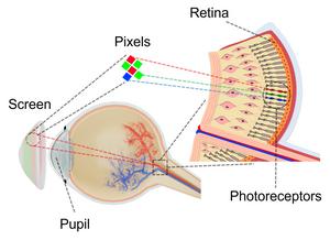 Pupil-sized display