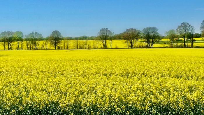 Canola Field