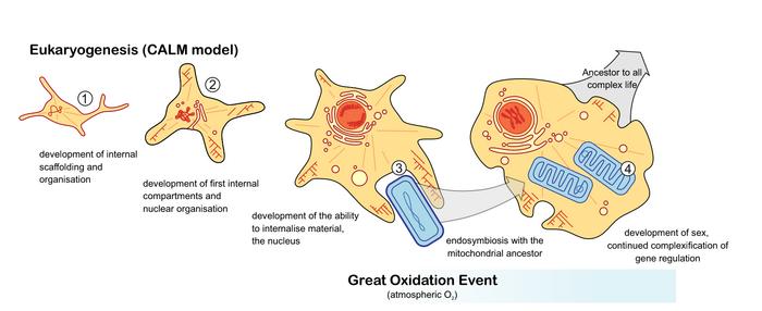 Eukaryotes evolution figure