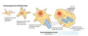 Eukaryotes evolution figure