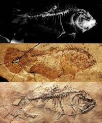 Skeleton of the Primitive Flatfish <i>Heteronectes</i>