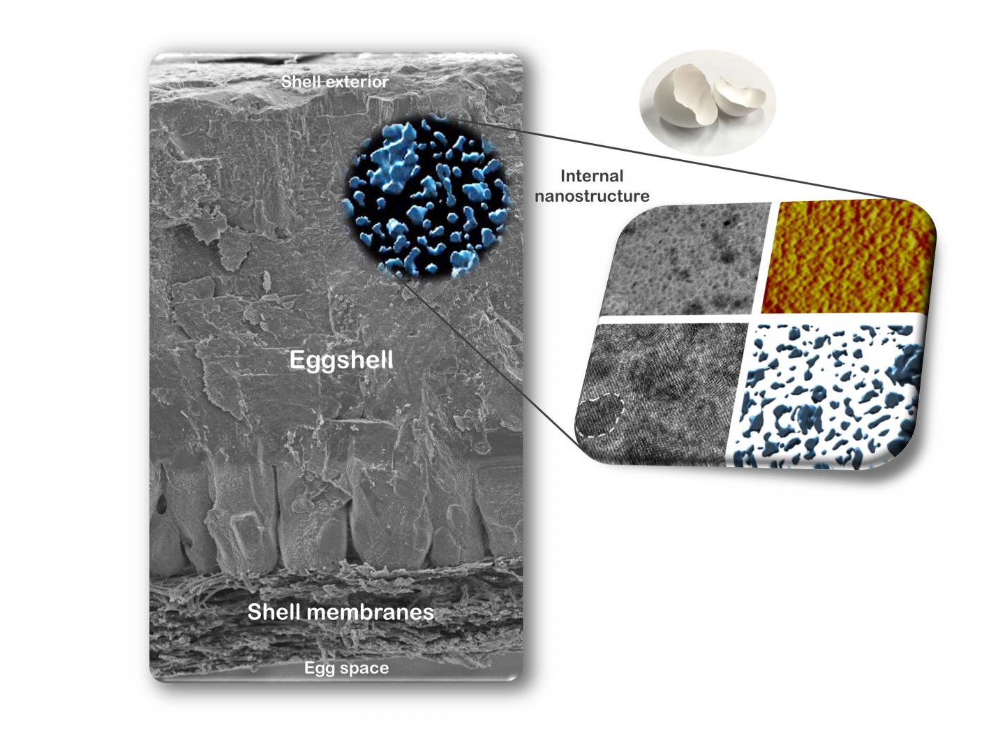 Cracking Avian Eggshell Structure (2 of 4)