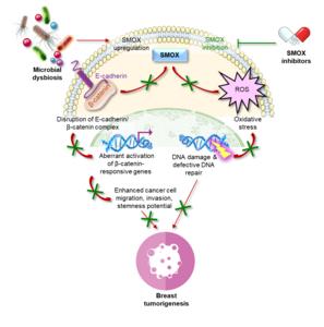 Bacteria
