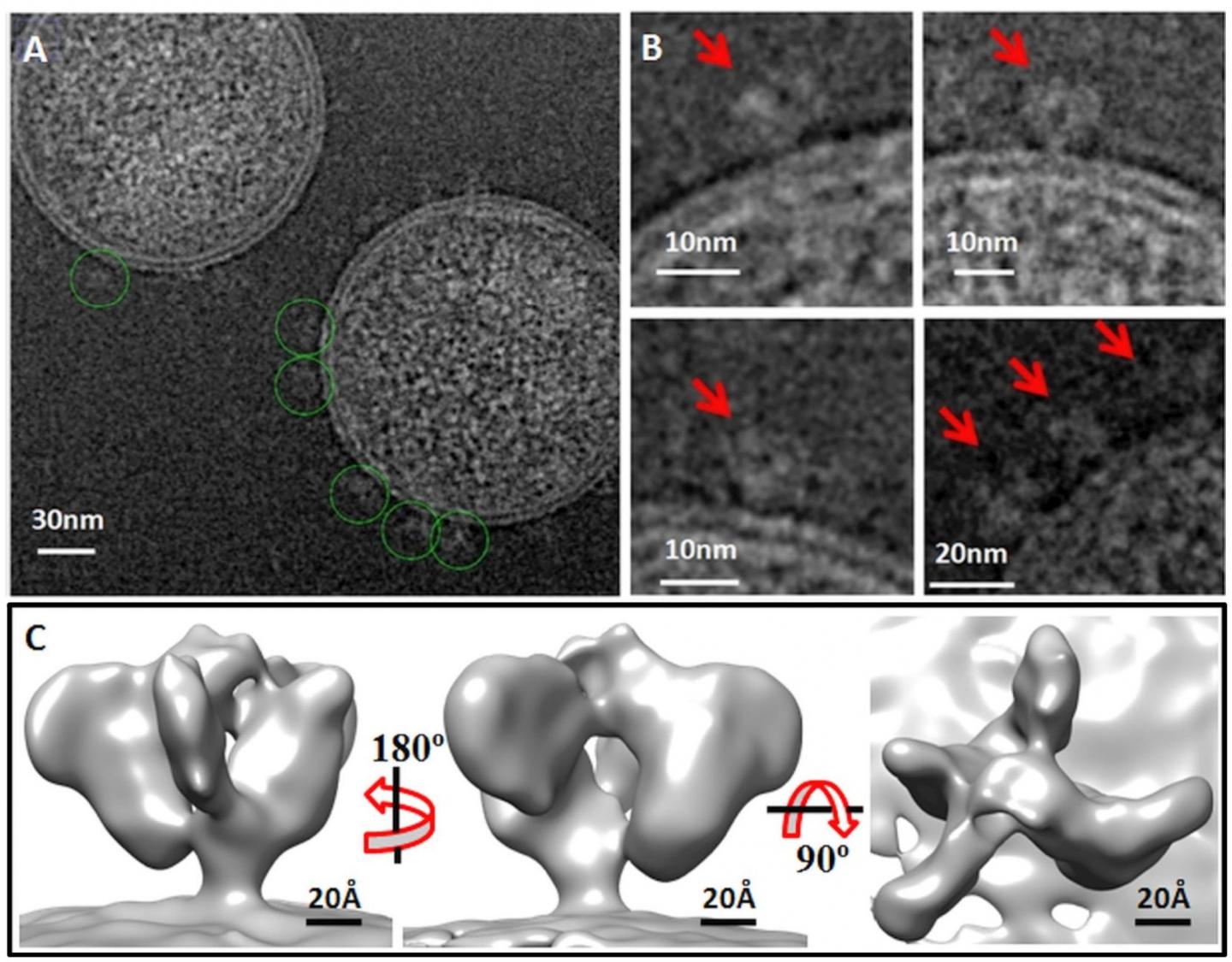 Characterization of the new shape of the virus