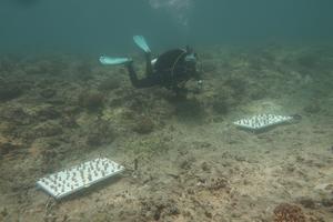 Coral Fragments
