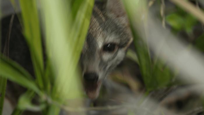 Adult male Cozumel fox (Urocyon sp.)