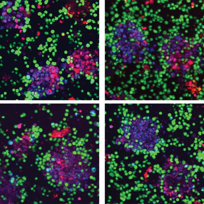 PPARD activated CAR T cells