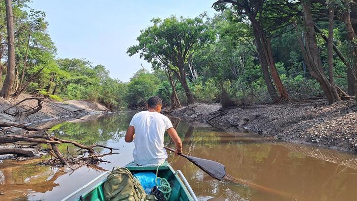 image: Tiaracá stream in Jaú National Park (Amazonas state, Brazil) in September 2024 during the extreme drought. Travel along the stream was only possible by paddling, with water levels too low for the outboard motor view more Credit: Cássio Alencar Nunes