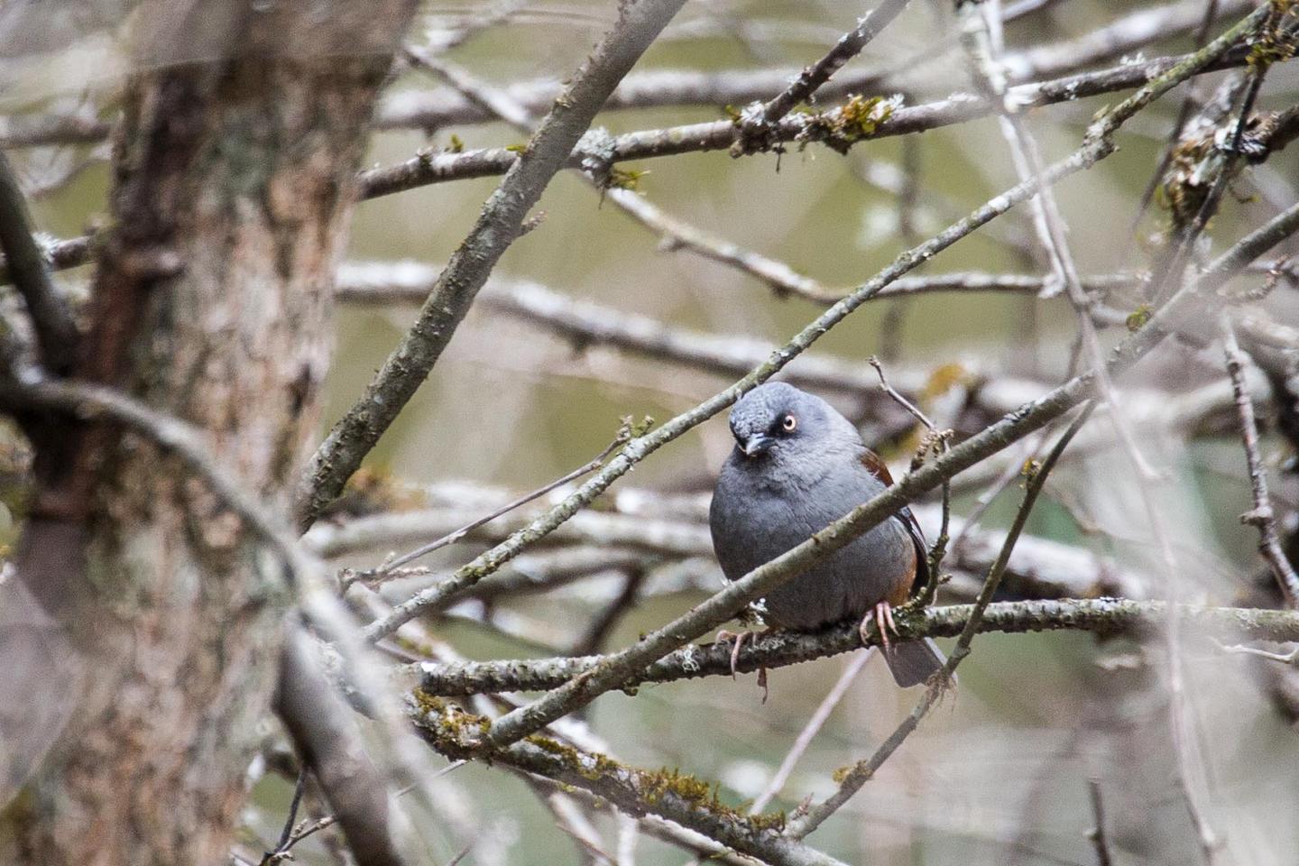 Pimm Li Accentor