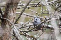 Pimm Li Accentor