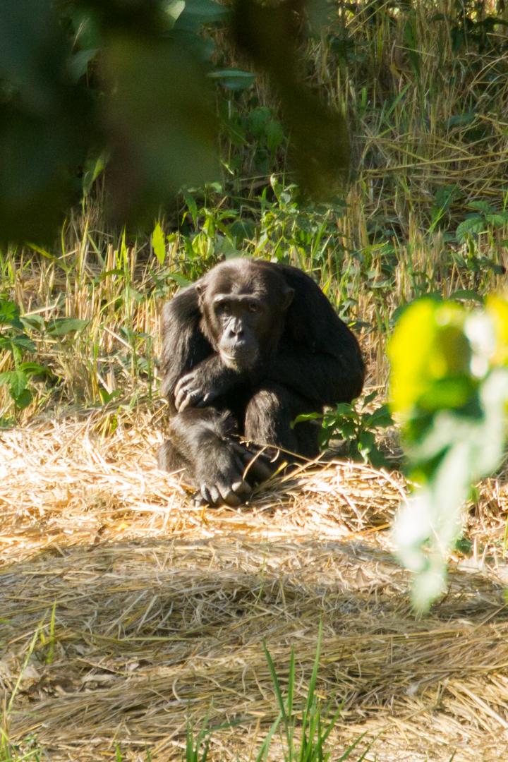 Chimpanzee