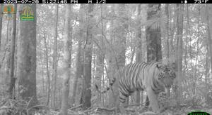 Tiger snapshot
