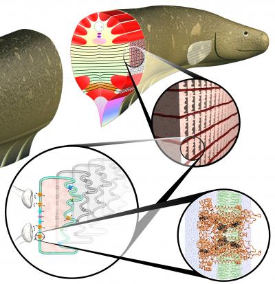 Models of Eel Cells Suggest Electrifying Possibilities