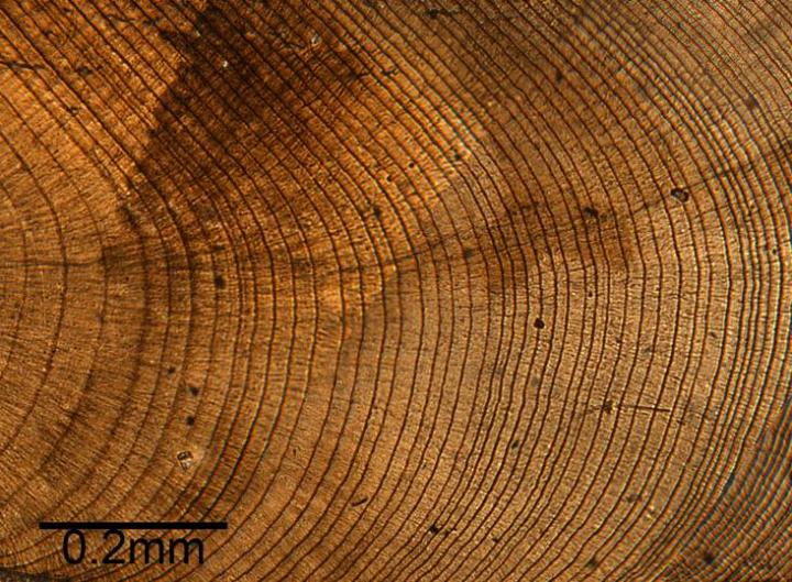 Microscopic Annual Growth Bands within <i>Glycymeris glycymeris</i>, the Dog Cockle.