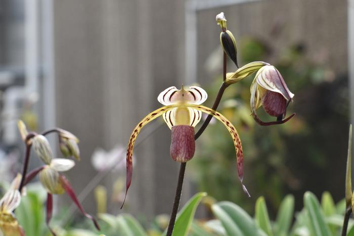 Stone’s Paphiopedilum