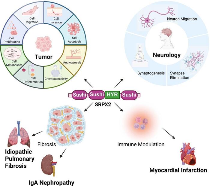 Fig. 2. Summary of the potential role of SRPX2 in diseases.